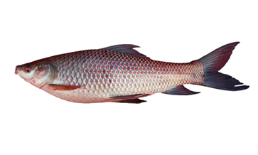 ROHU FISH