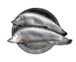 Chitol fish,