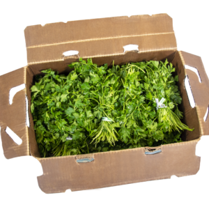 Cilantro (60 Bunch)