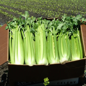 Celery (16-24ct)